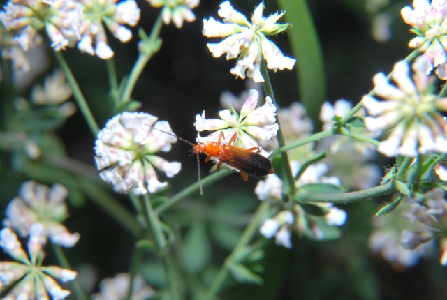 Rhagonycha fulva